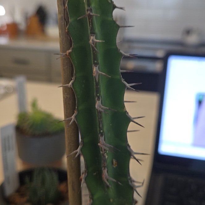 Photo of the plant species Euphorbia tescorum by @FamedReddahlias named Orlando Bloom on Greg, the plant care app
