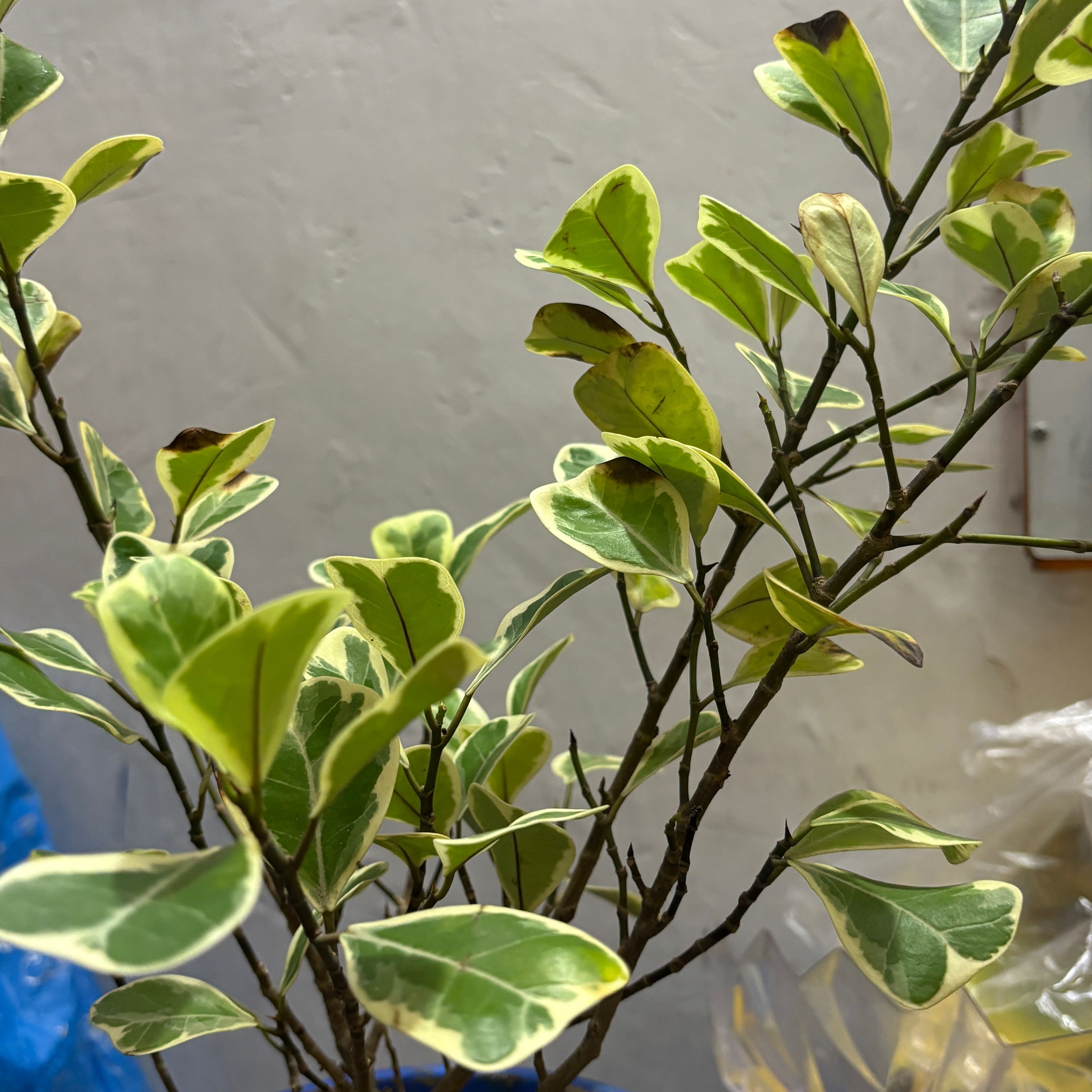 Photo of the plant species Ficus triangularis by @ResilientMelon named Harmony on Greg, the plant care app