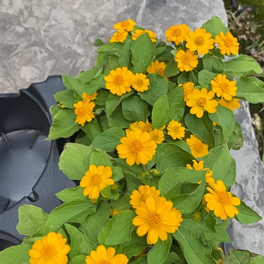Photo of the plant species Botón De Oro by @SturdyBogarum19 named Girlfrond on Greg, the plant care app