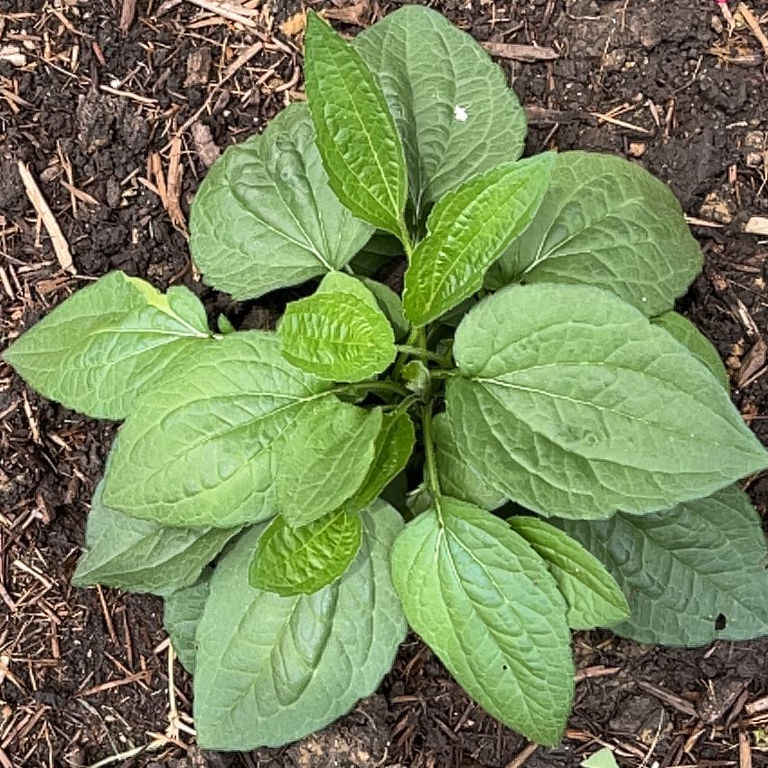 Photo of the plant species Blackeyed Susan by @SturdyBogarum19 named Doja Cat on Greg, the plant care app