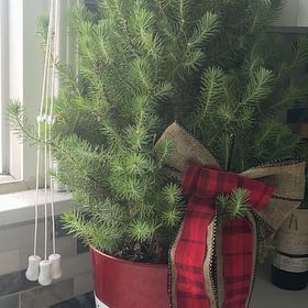 Plant care for Colorado Tree on Greg, the plant care app