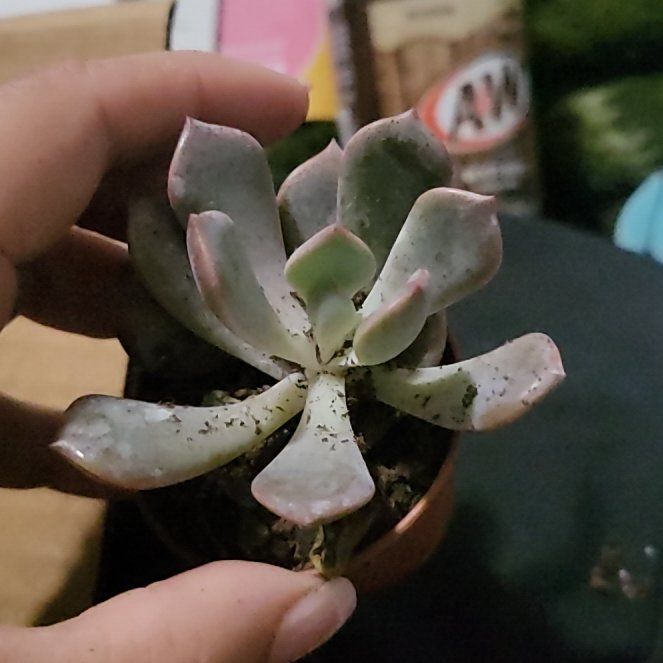 Photo of the plant species Echeveria Lilac Spoon by @TopPrairiesumac named Curie on Greg, the plant care app