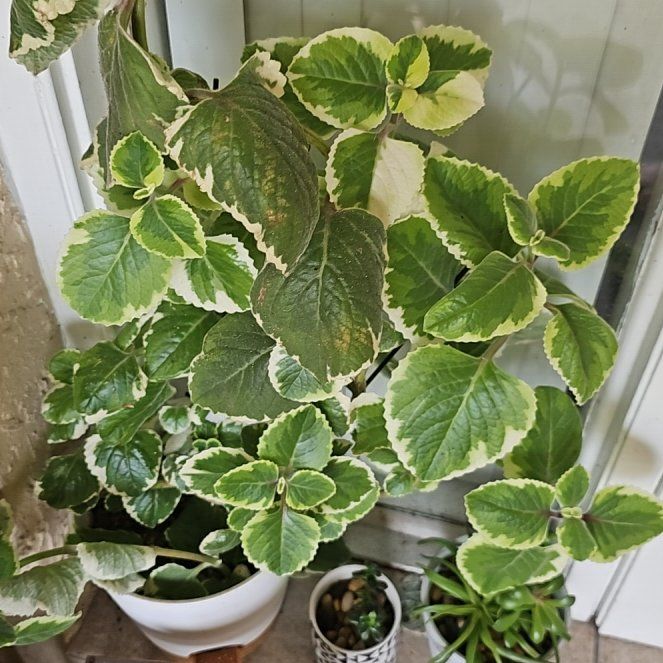 Photo of the plant species Greek Oregano by @PureIvorytowers named Ronaldo on Greg, the plant care app