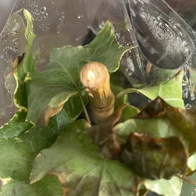 Photo of the plant species Bloodroot by @ChirpyTheprince named Queen on Greg, the plant care app