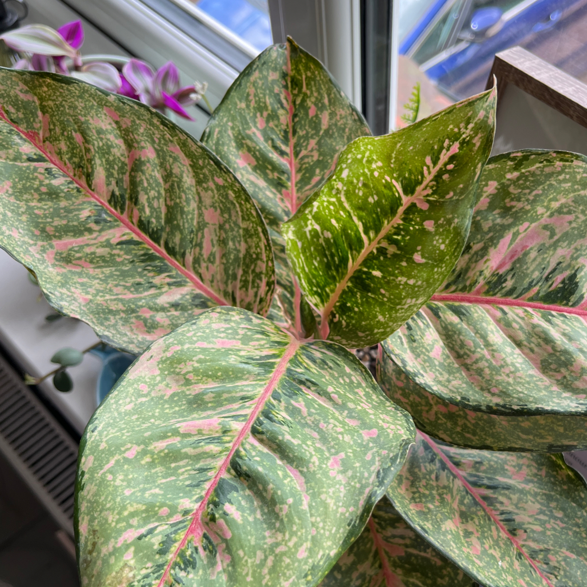 Photo of the plant species Chinese Evergreen 'Wishes' by @milakam named Mando on Greg, the plant care app