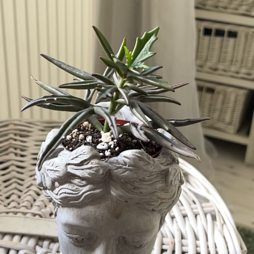 Photo of the plant species Kalanchoe Tarantula by @milakam named Eric on Greg, the plant care app