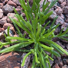 Photo of the plant species Slenderleaf Iceplant by @HeroineRosemoss named Fernie Mercury on Greg, the plant care app