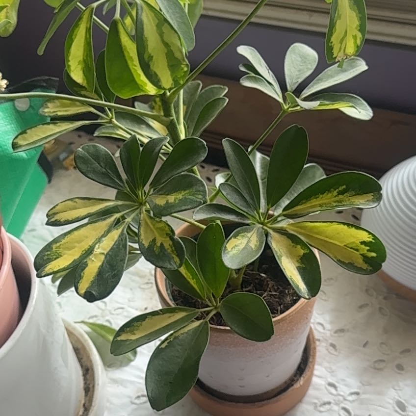 Photo of the plant species Variegated Dwarf Umbrella by @ComfortableTule named Kylie on Greg, the plant care app