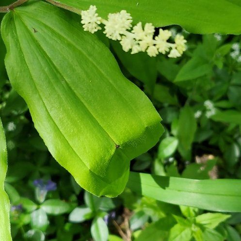 Photo of the plant species Solomon's Plume by @PetPeacockfern named Bigleef Smalls on Greg, the plant care app