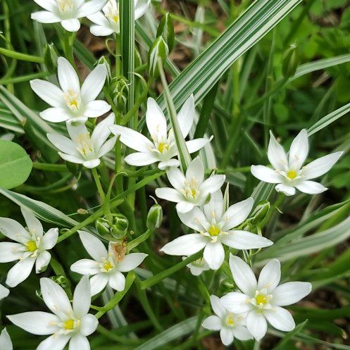 Photo of the plant species Star of Bethlehem by @PetPeacockfern named Gates on Greg, the plant care app