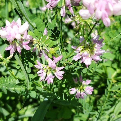 Photo of the plant species Coronilla Varia by @PetPeacockfern named Pax on Greg, the plant care app