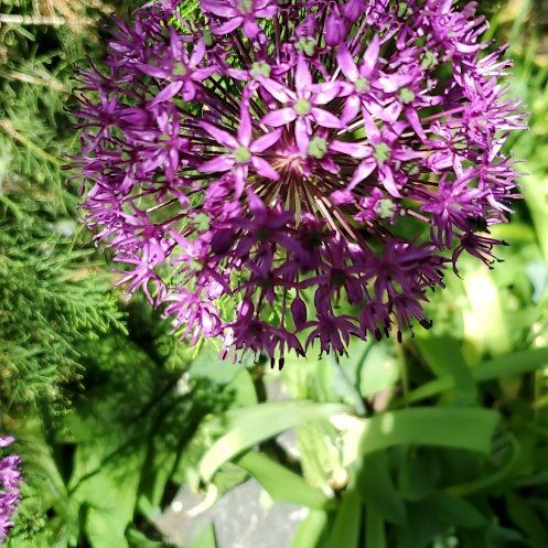 Photo of the plant species Wild Leek by @PetPeacockfern named Gobi on Greg, the plant care app
