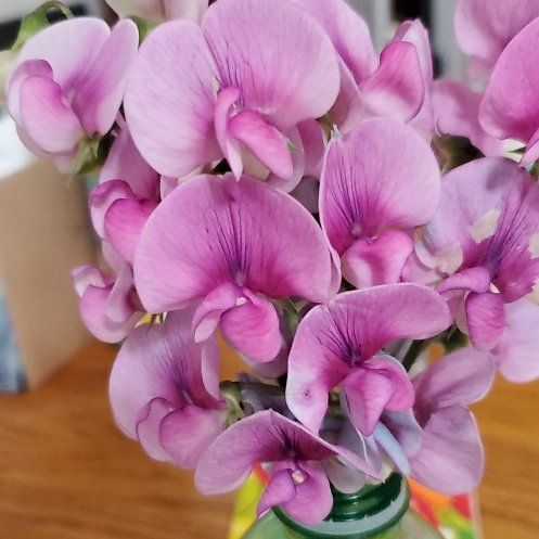 Photo of the plant species Lathyrus Latifolius by @PetPeacockfern named da Vinci on Greg, the plant care app