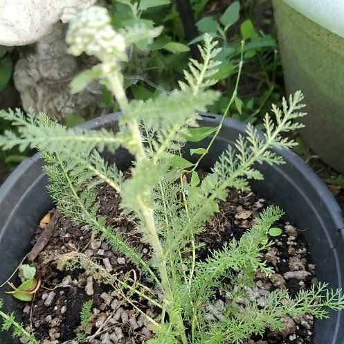 Photo of the plant species Boreal Yarrow by @PetPeacockfern named Nithin on Greg, the plant care app