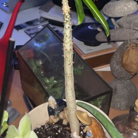 Photo of the plant species Pachypodium rutenbergianum by @PrizeStarburst named Walt on Greg, the plant care app