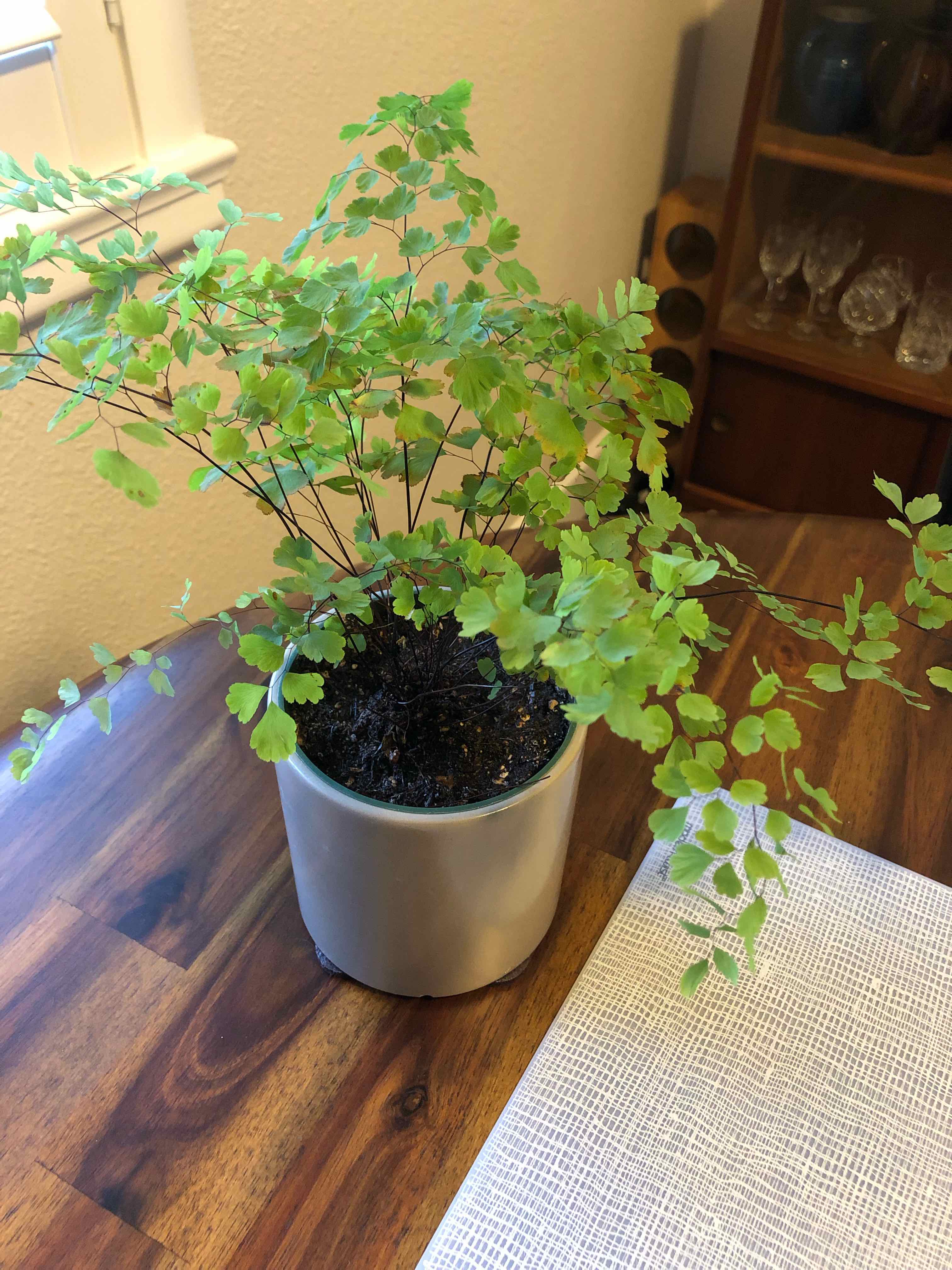 Pacific Maidenhair Fern in a pot on a wooden surface, appearing healthy.