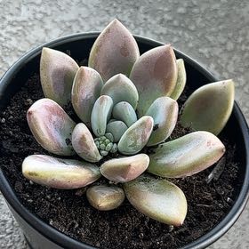 Photo of the plant species Echeveria Abalone by @AceZzvariegated named Lola on Greg, the plant care app