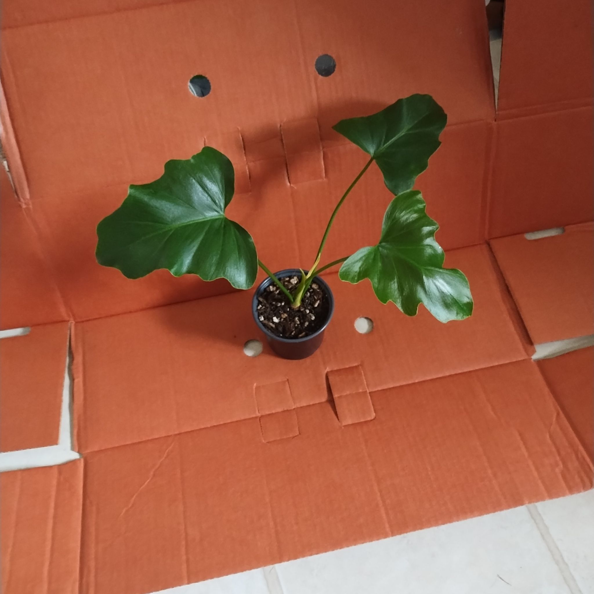 Photo of the plant species Shangri-La Philodendron by @BruceLeaf named Phoebe on Greg, the plant care app
