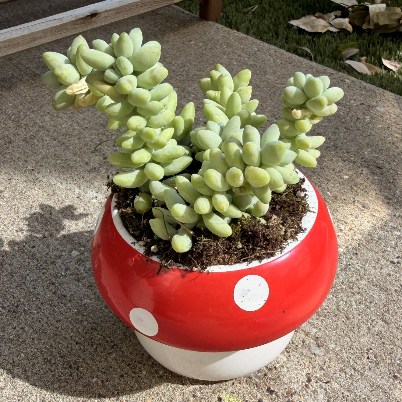 Photo of the plant species Donkey Tail by @ChiefAzurebluet named Terra on Greg, the plant care app