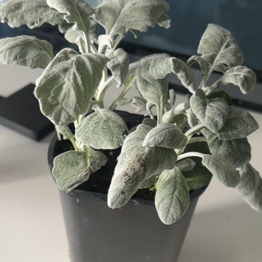 Photo of the plant species Dusty Miller by @ChiefAzurebluet named Orwell on Greg, the plant care app