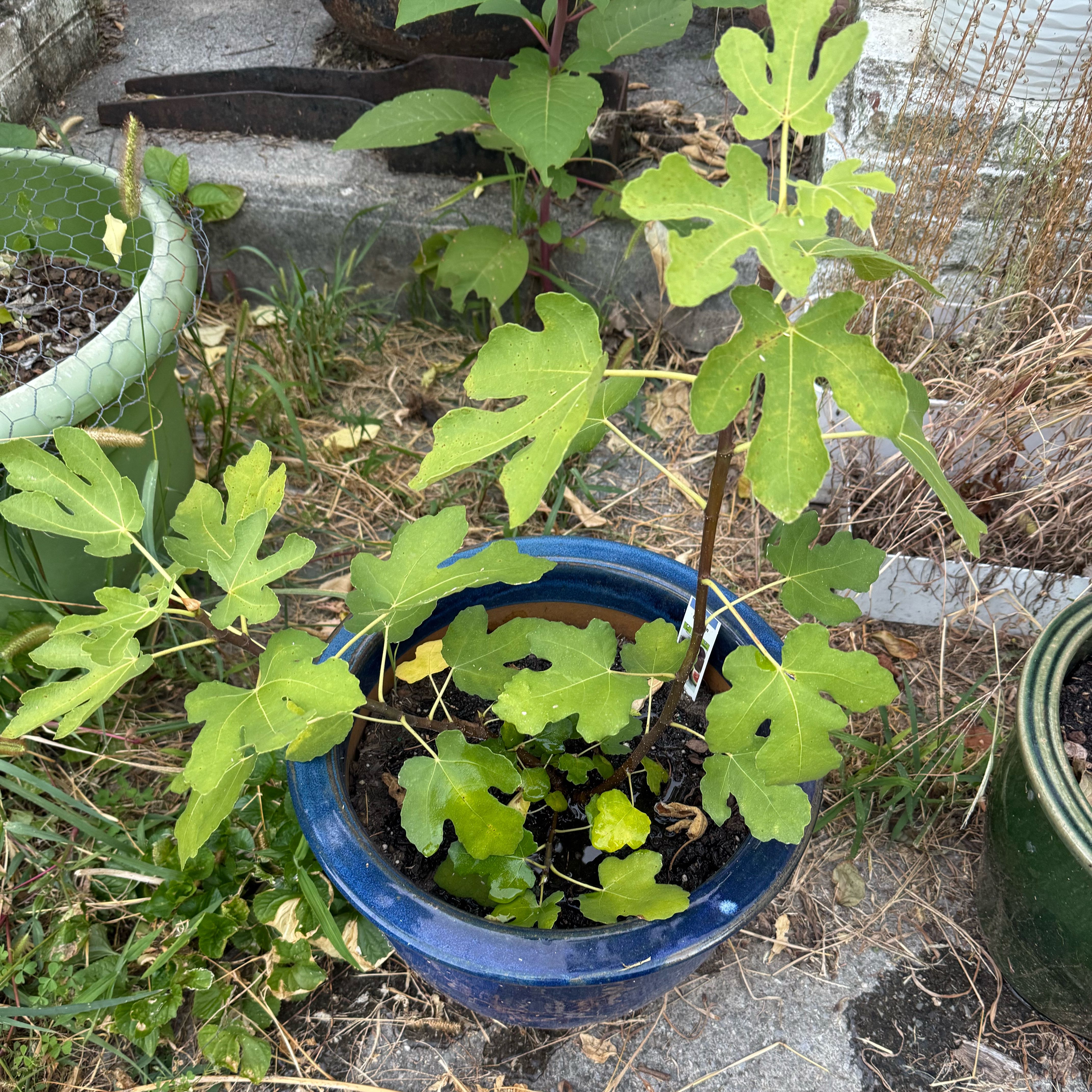 Photo of the plant species Olympian Fig by @Becki named Figgylicious on Greg, the plant care app