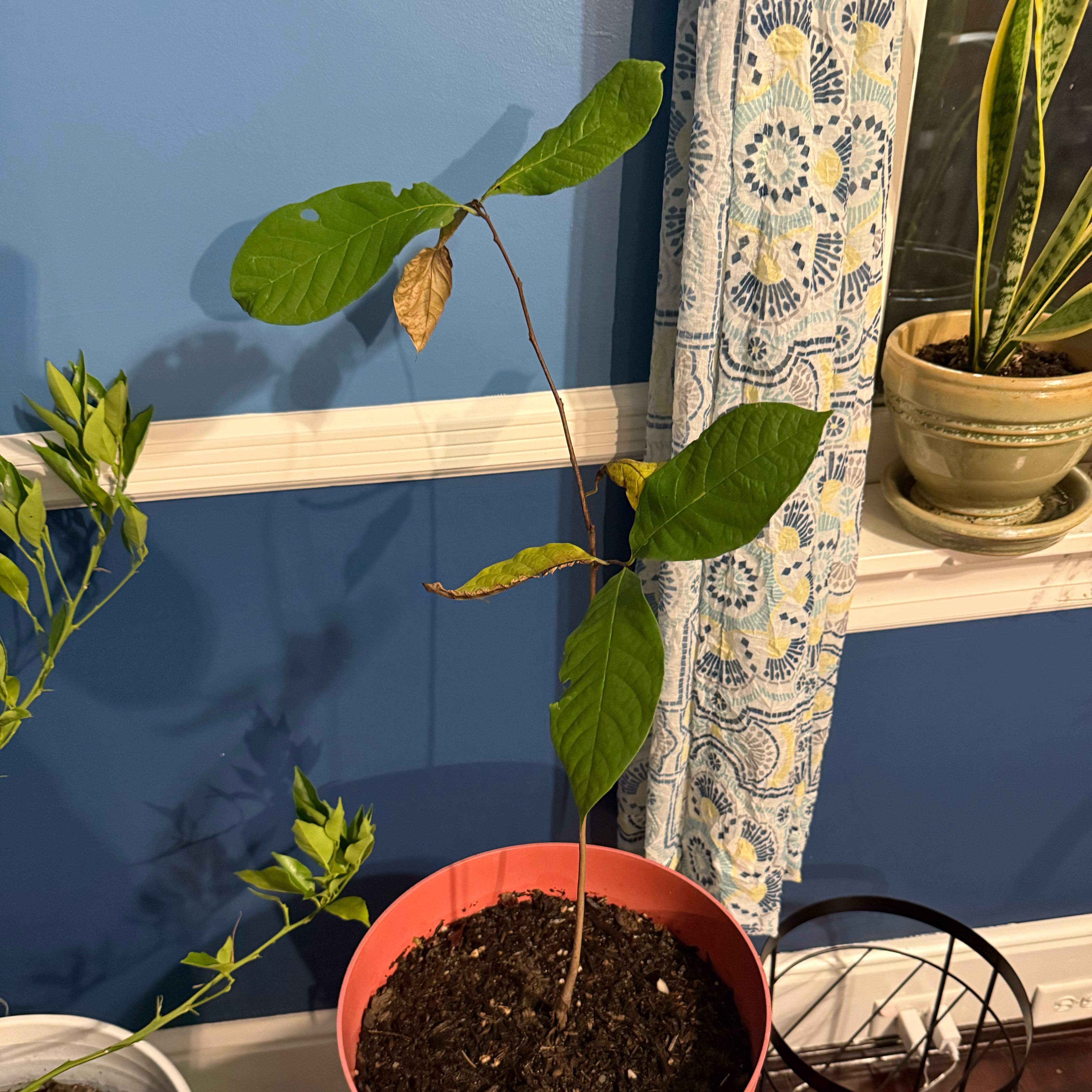 Photo of the plant species Pawpaw by @Becki named Marshall on Greg, the plant care app