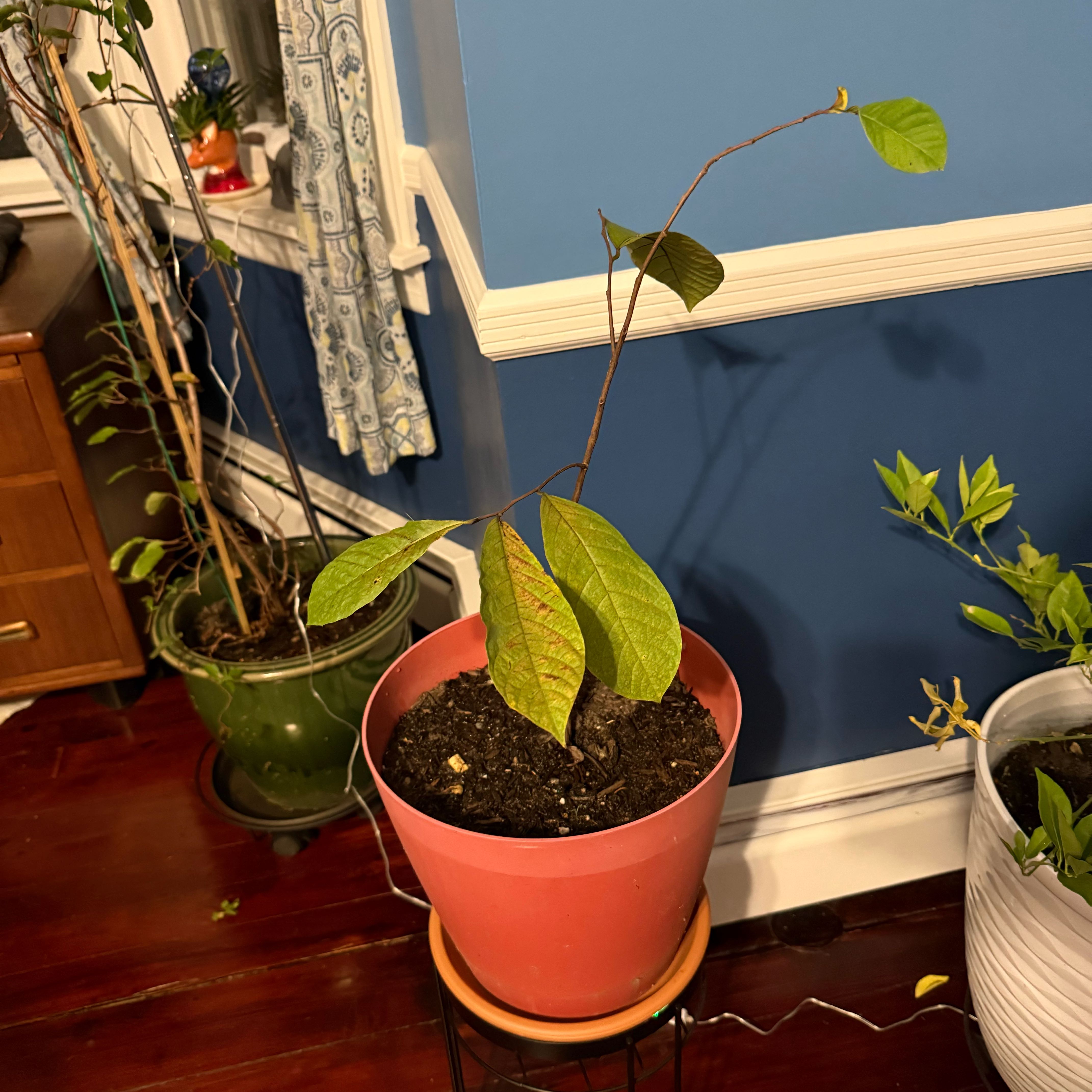 Photo of the plant species Pawpaw by @Becki named Chase on Greg, the plant care app
