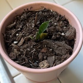 Photo of the plant species Jaboa Sansevieria by @Becki named Mochi on Greg, the plant care app