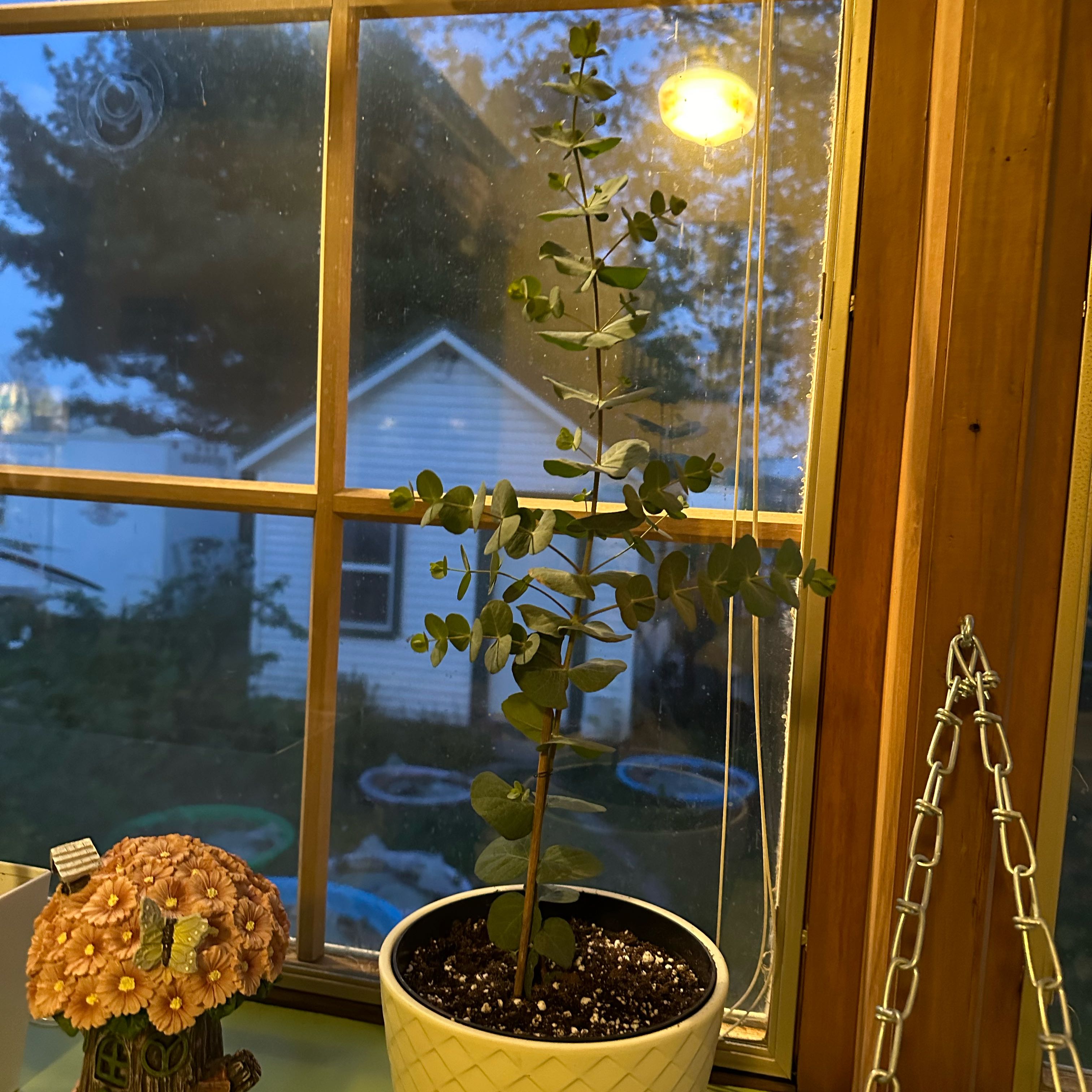 Healthy Silver Dollar eucalyptus plant with round silvery leaves on a sunny windowsill with succulent and decor.