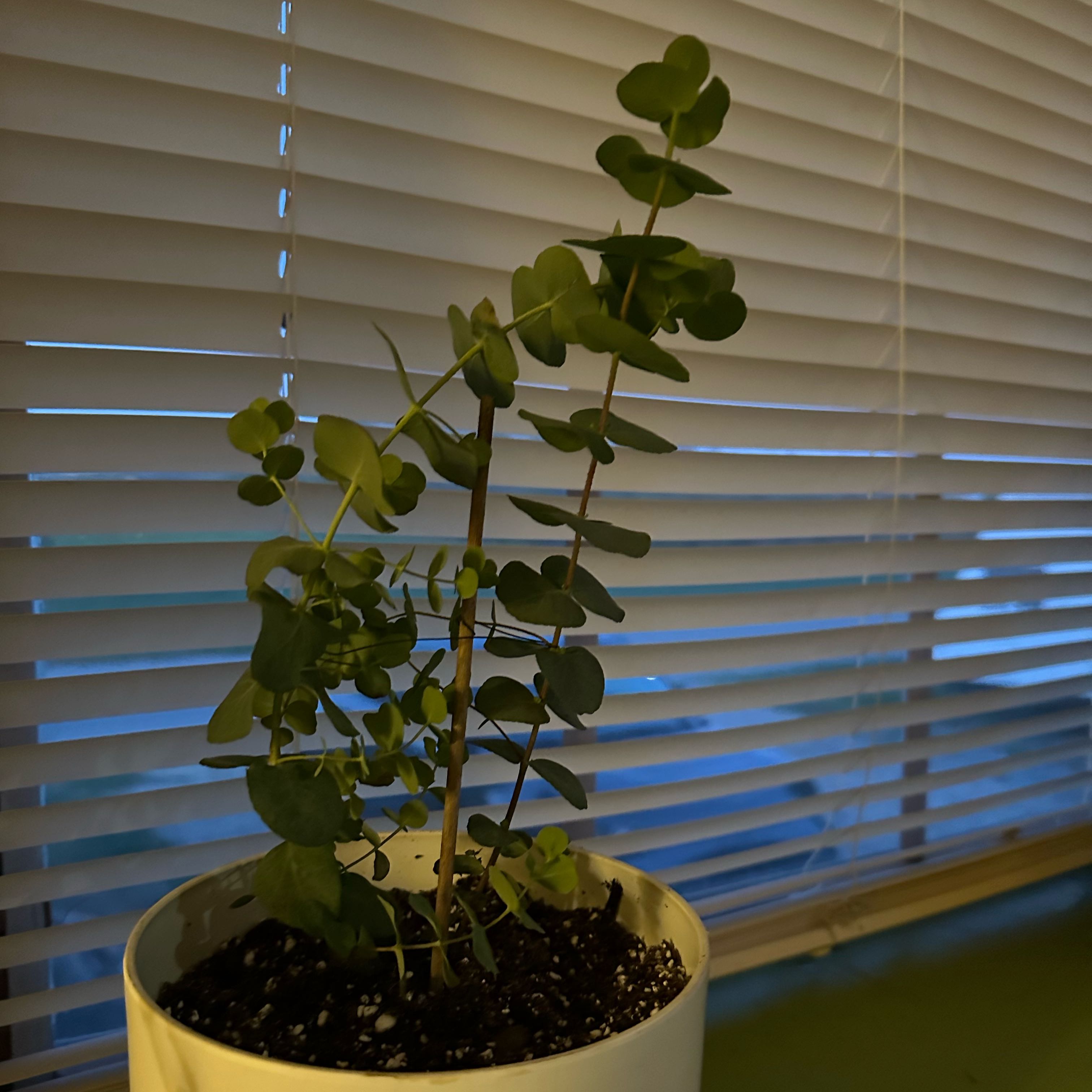 A healthy, thriving Silver Dollar Tree plant with round green leaves, potted in dark soil, well-framed against a window with blinds.