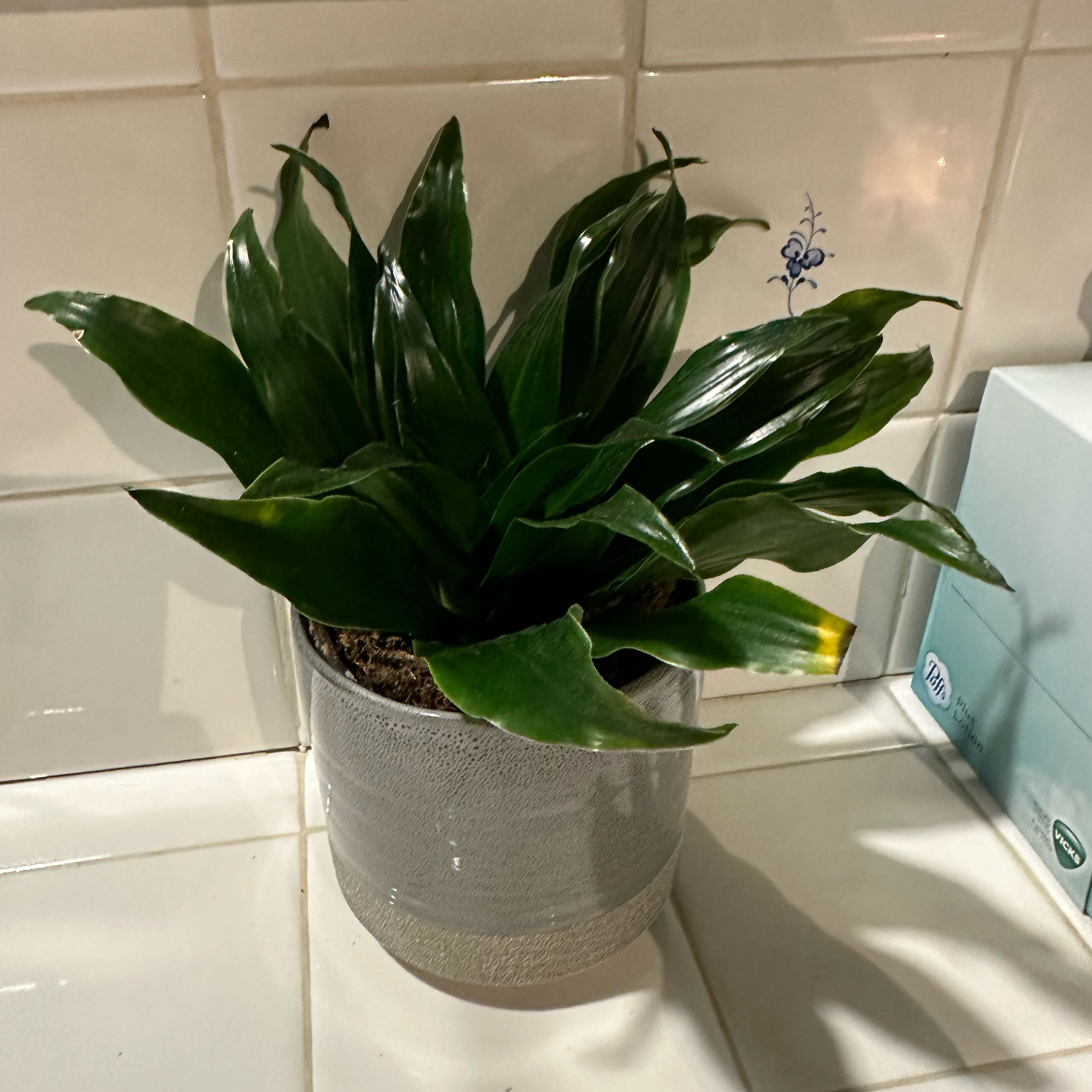 Dracaena 'Janet Craig Compacta' plant in a pot on a tiled surface, with dark green glossy leaves.