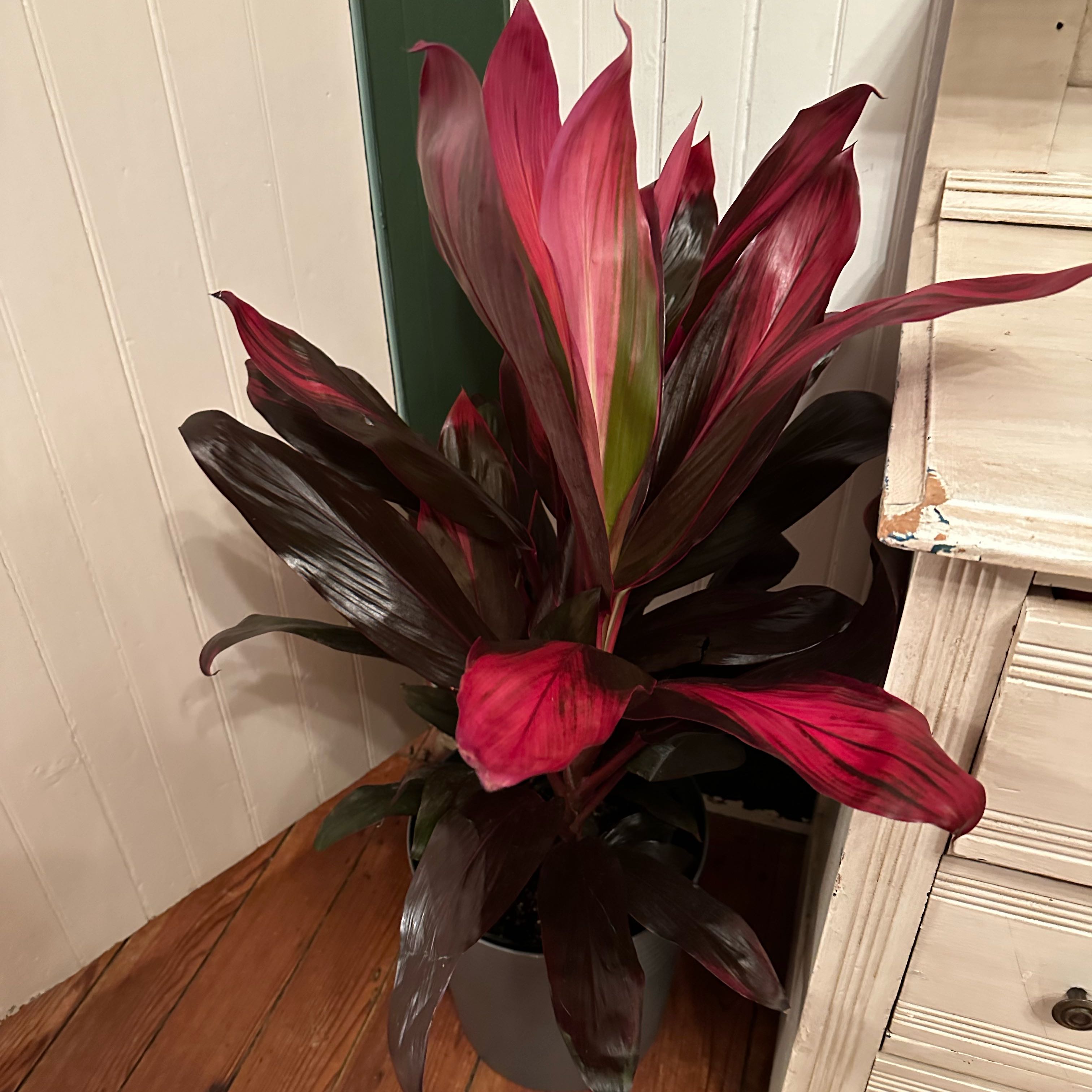 Healthy, vibrant Ti plant with large burgundy red leaves and bright pink highlights, likely a 'Red Sister' cultivar, against a white wall.