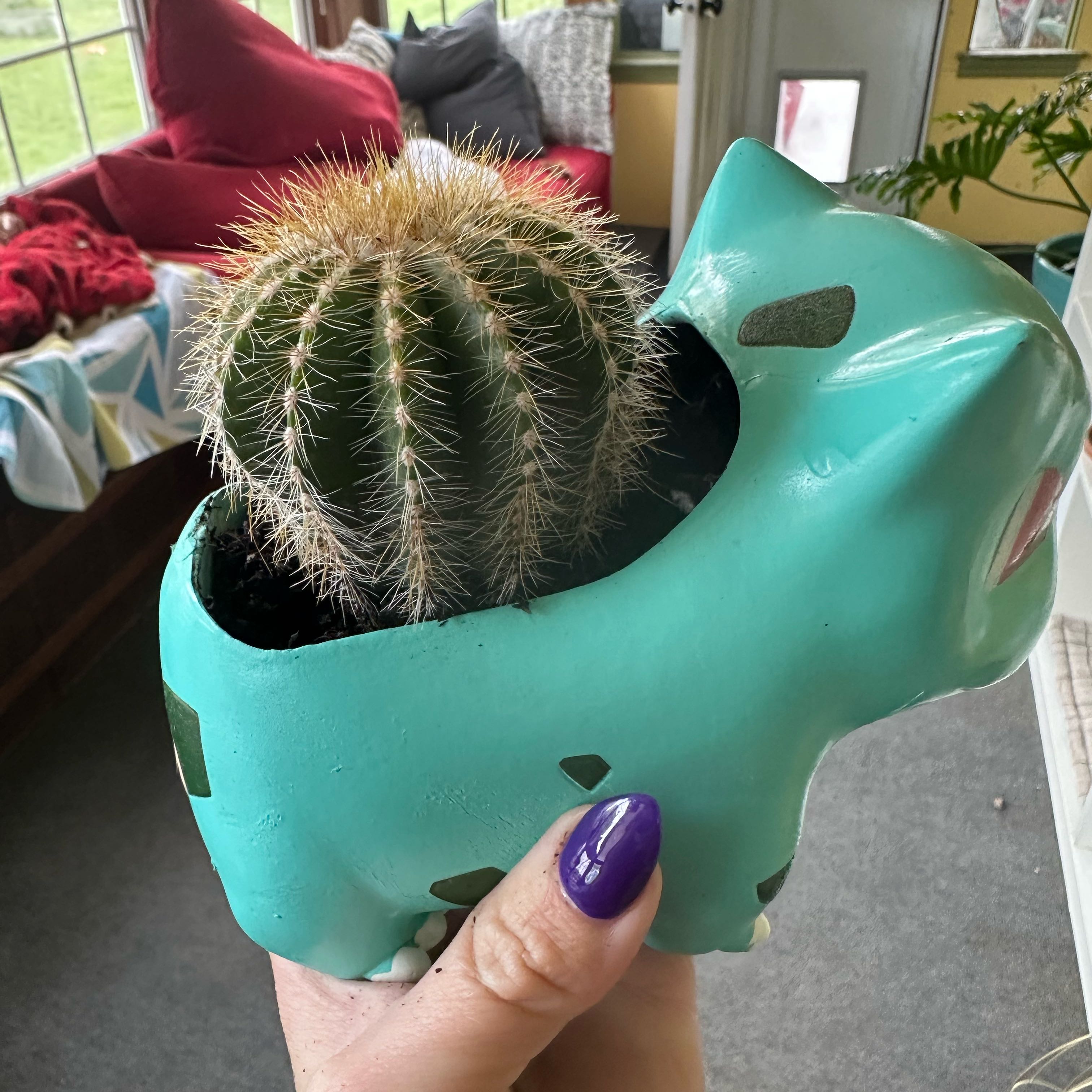 Balloon Cactus (Parodia magnifica) in a decorative pot, held by a hand with purple nail polish.