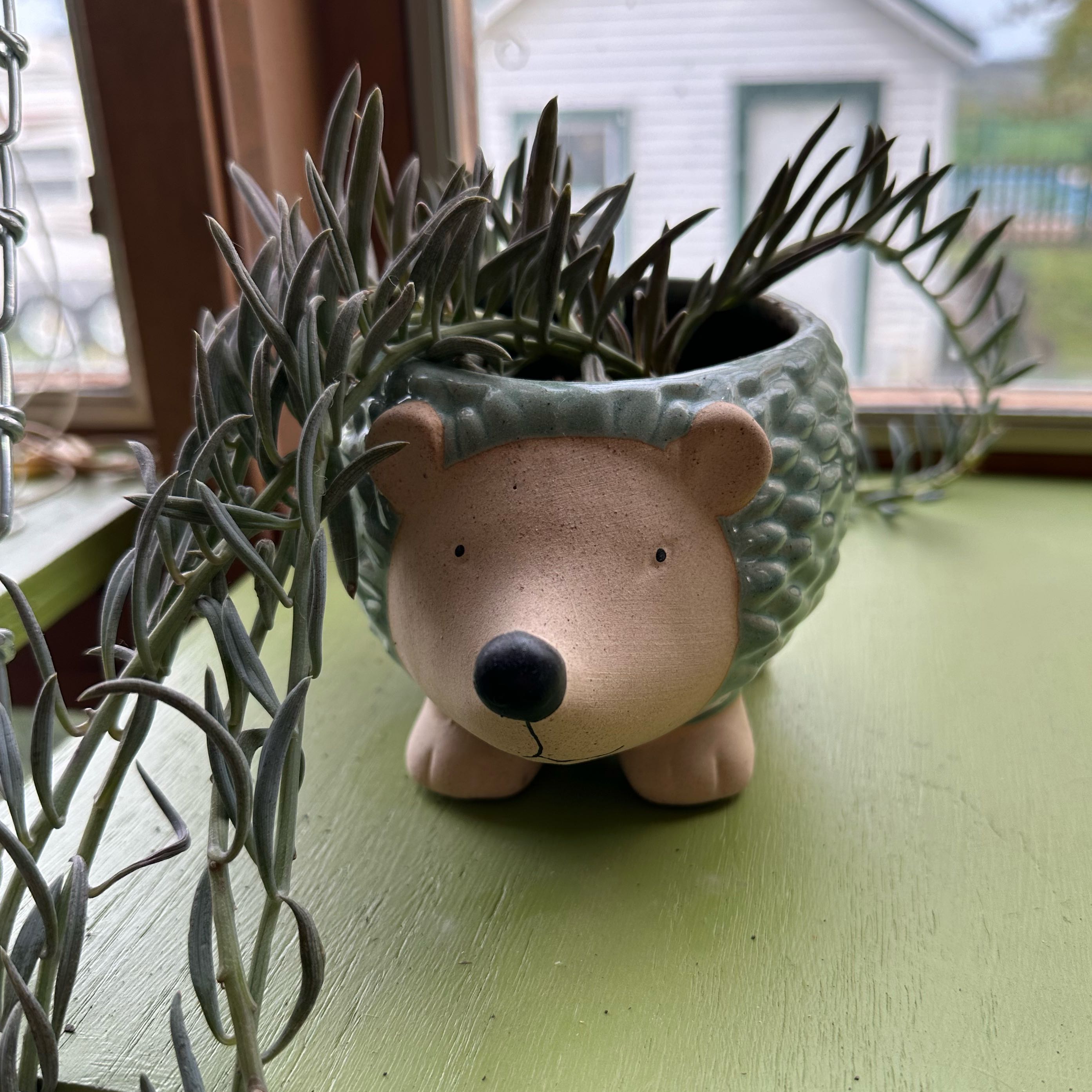 Narrow-Leaf Chalk Sticks plant in a hedgehog-shaped pot on a green surface.