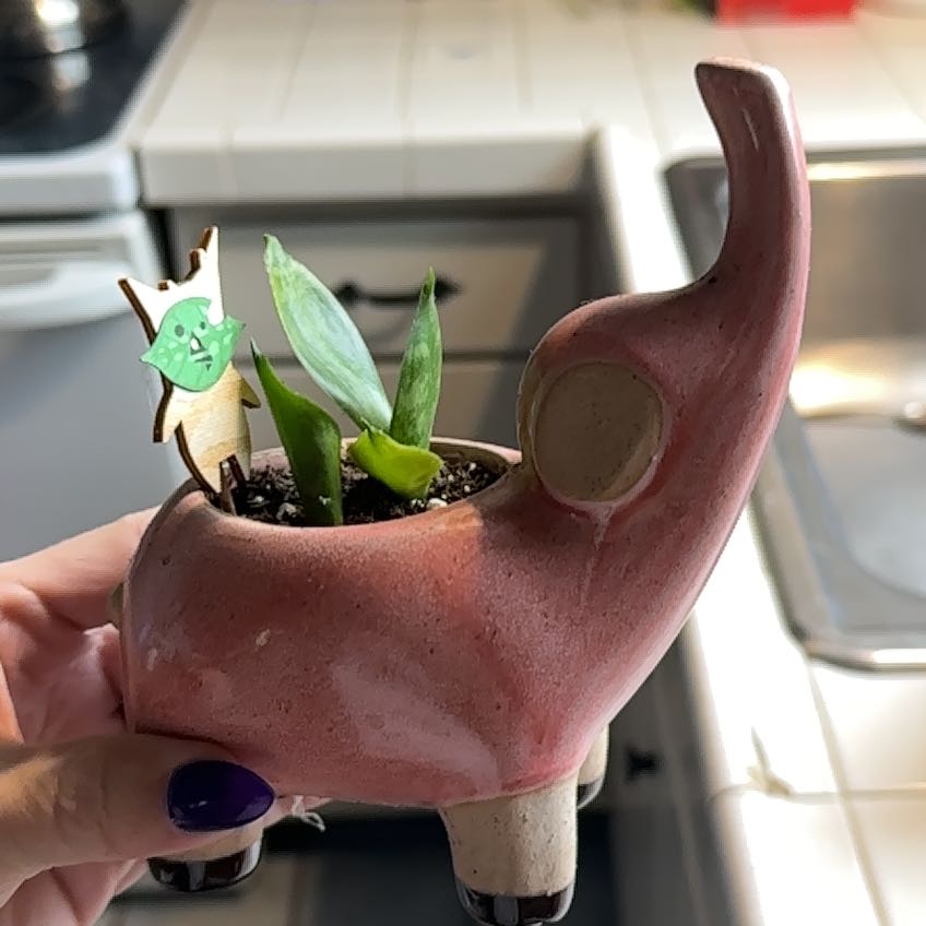 Silver Snake Plant in a decorative elephant-shaped pot, held by a hand.