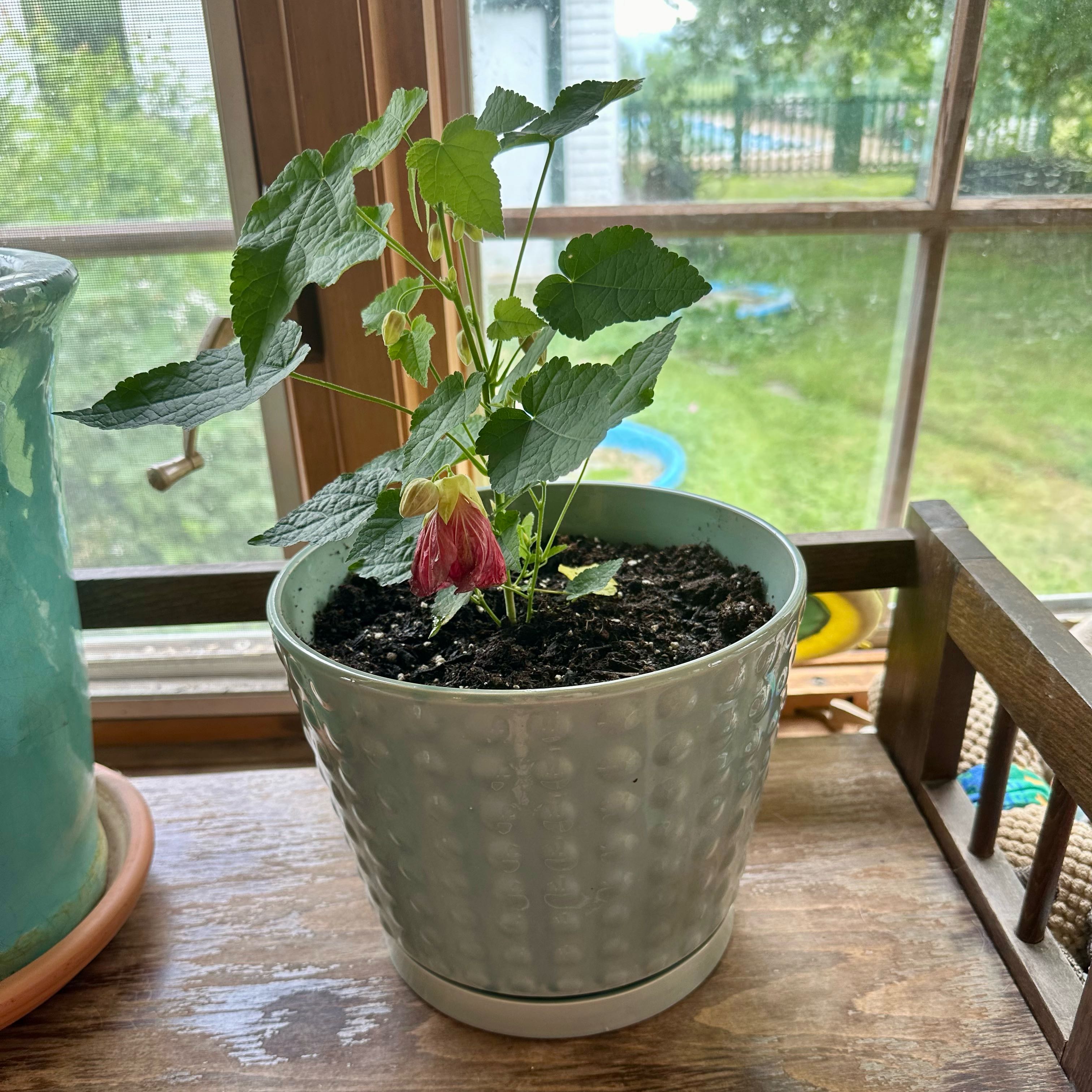 Potted Abutilon Pictum plant on a windowsill with green leaves and a single flower.