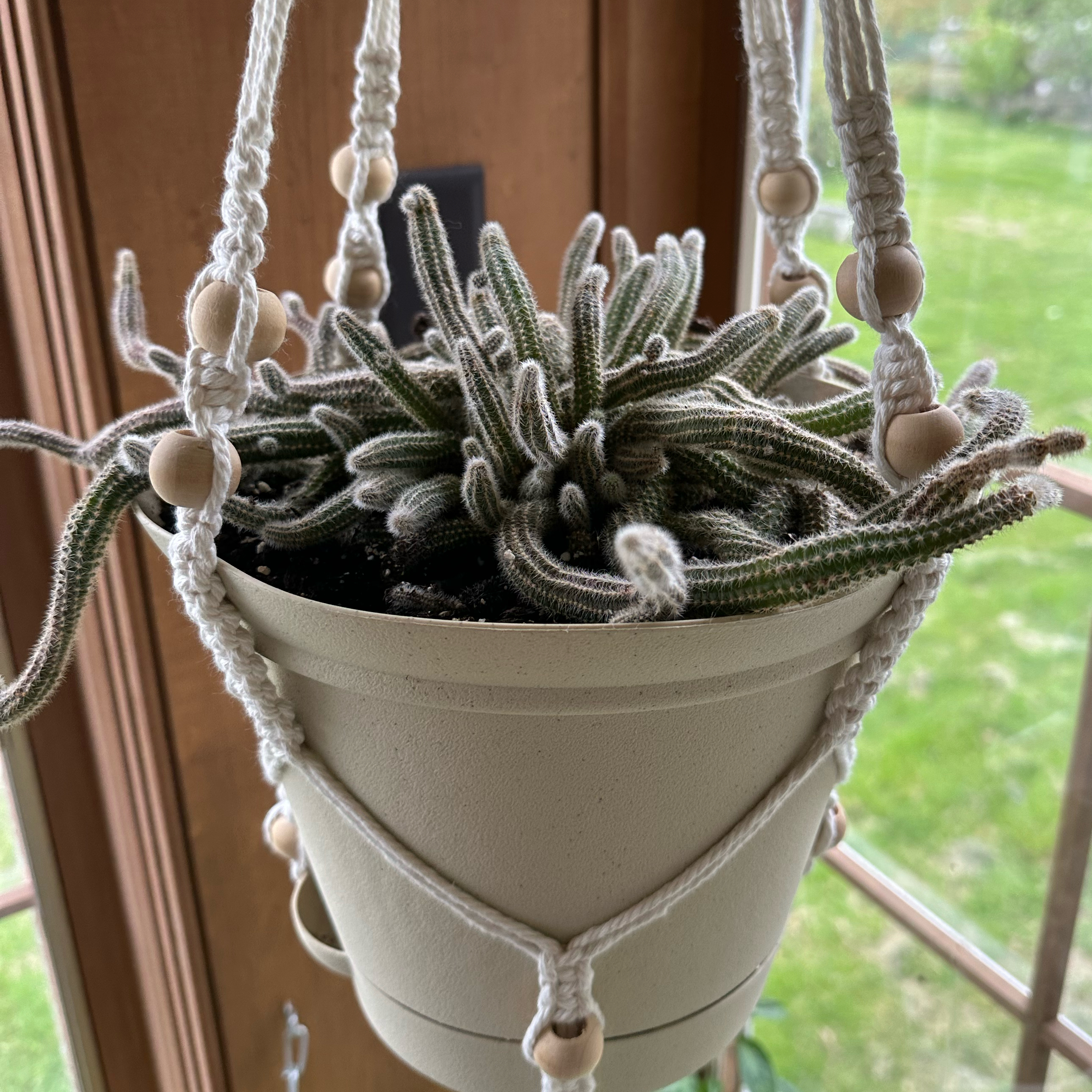 Peanut Cactus in a hanging pot with visible soil, well-framed and in focus.