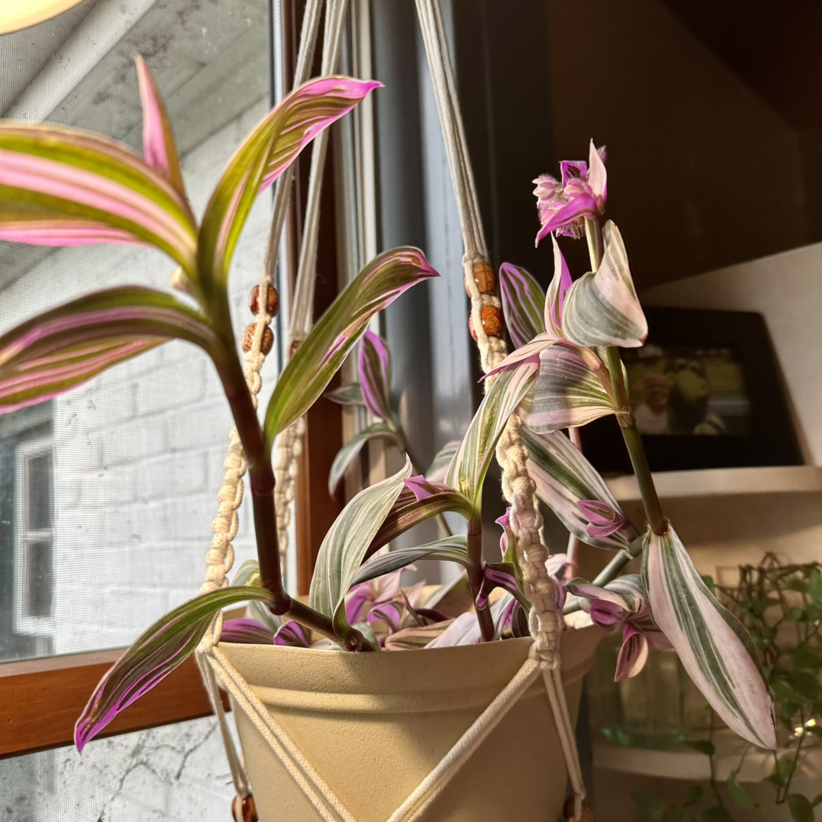 Tradescantia Nanouk plant in a hanging pot near a window with vibrant green and pink leaves.