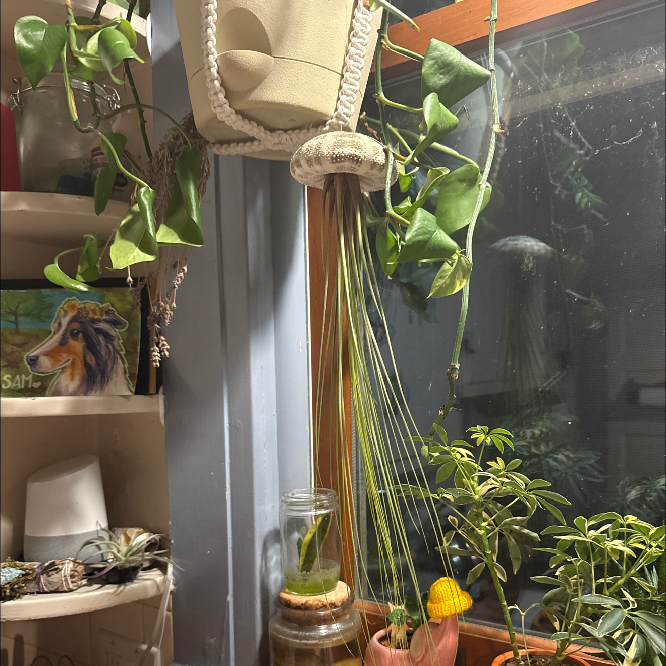 Photo of the plant species Tillandsia Juncea by @Becki named Pheromosa on Greg, the plant care app