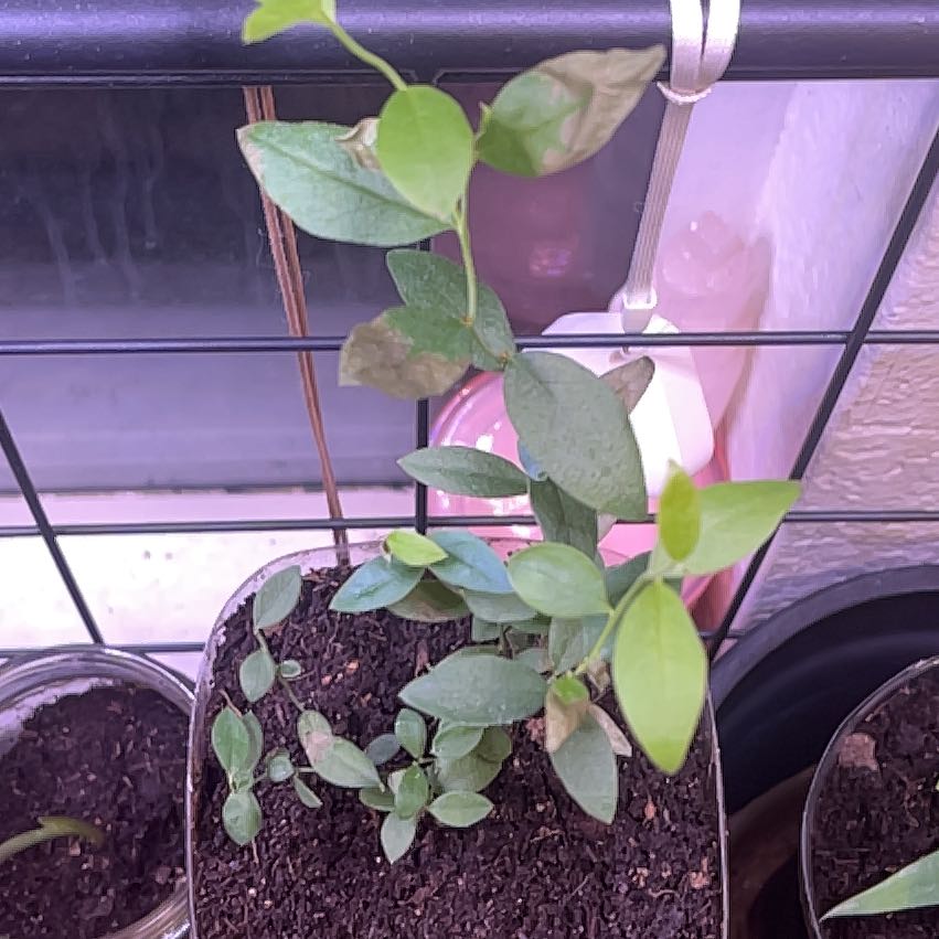 Photo of the plant species Blueberry Pink by @spectrumfarms named Merry-Kate on Greg, the plant care app