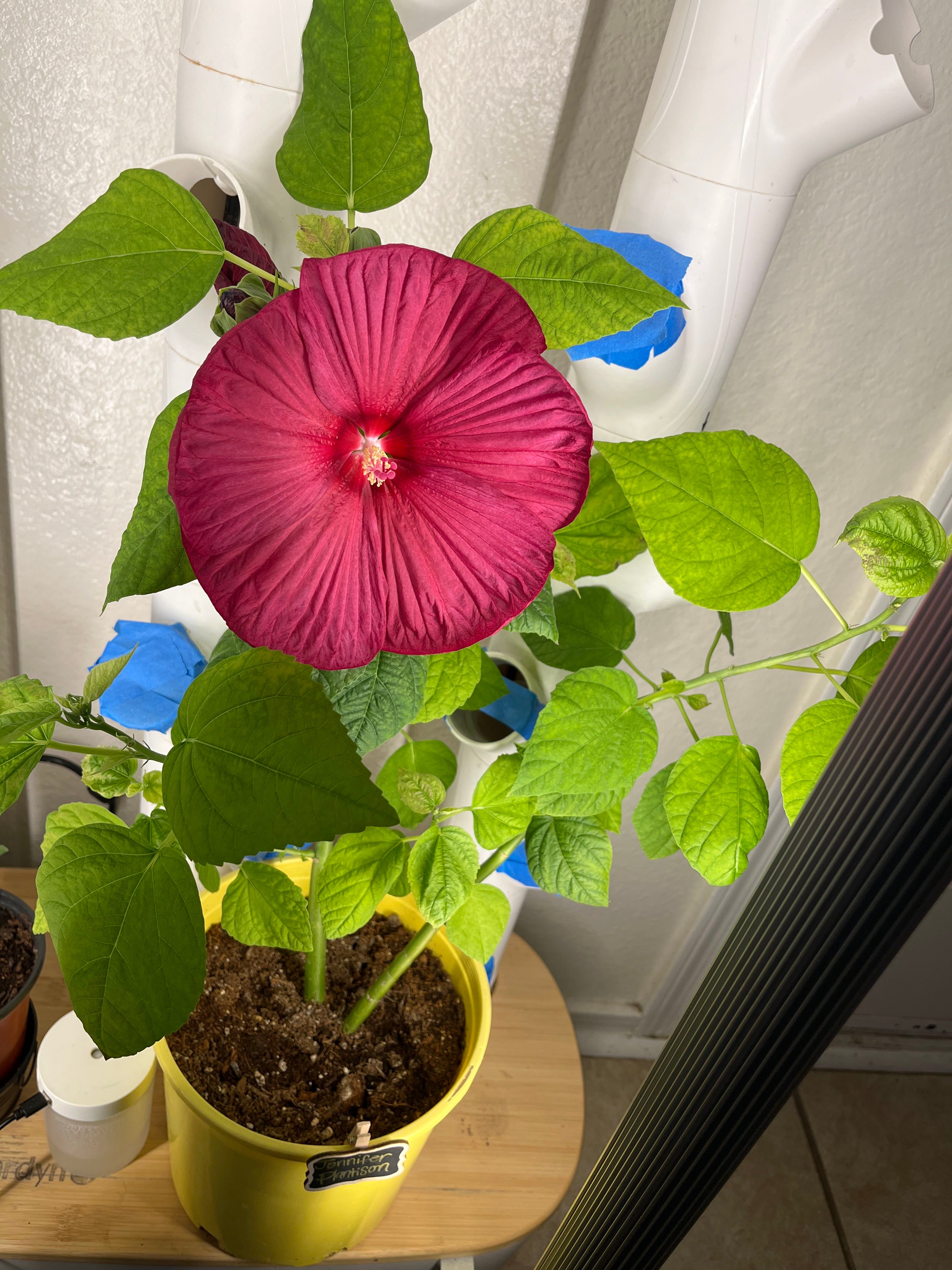 Hibiscus 'Blue Bird' Plant Care Water, Light, Nutrients Greg App 🌱