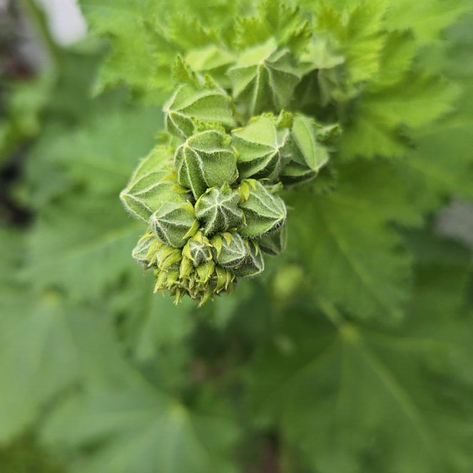 Photo of the plant species Tree Mallow by @BossMoonstone named Hemingway on Greg, the plant care app