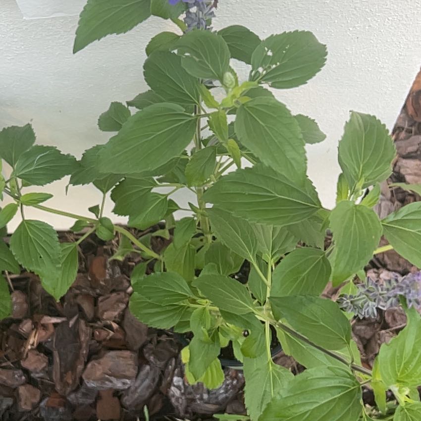 Photo of the plant species Mysty Salvia by @YoungPandaficus named Sonora on Greg, the plant care app