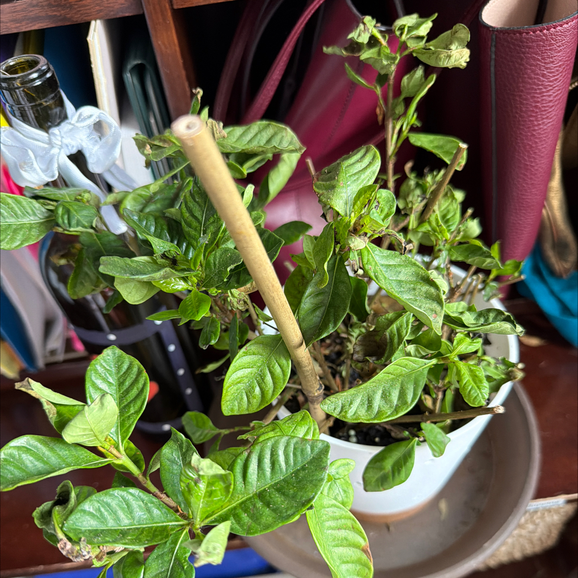 Photo of the plant species Common Gardenia by @WinMealycupsage named Miley on Greg, the plant care app