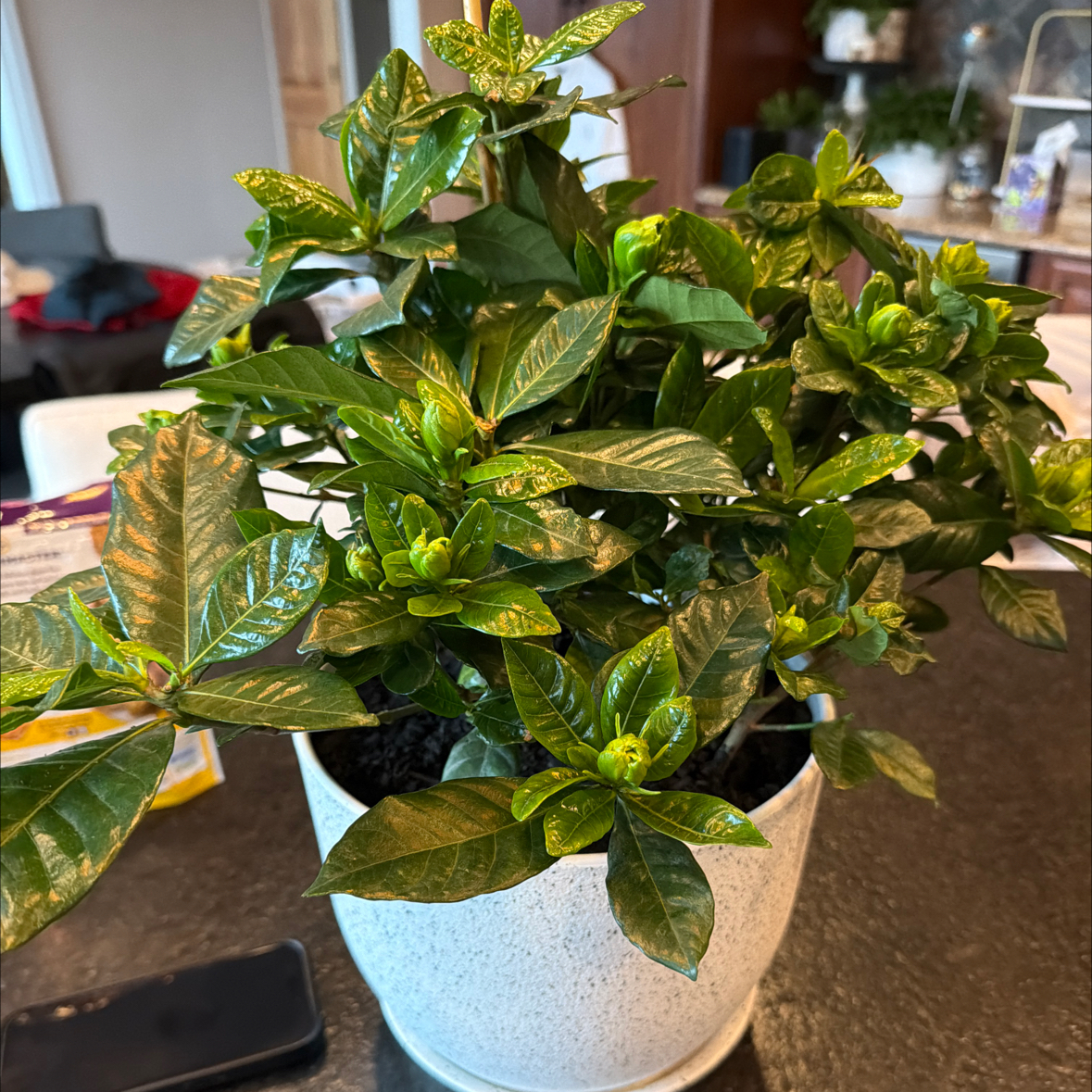 Photo of the plant species Gardenia augusta Magnifica by @WinMealycupsage named Darwin out on Greg, the plant care app
