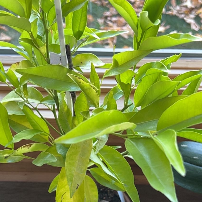 Photo of the plant species Clementine by @WinMealycupsage named Apollo HW out on Greg, the plant care app