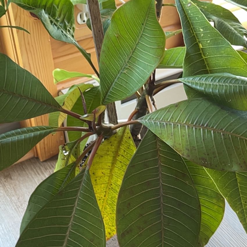 Photo of the plant species Frangipani by @WinMealycupsage named Nana HW out on Greg, the plant care app