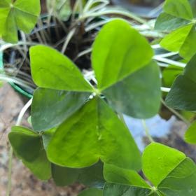Photo of the plant species Shamrock by @WinMealycupsage named Shamrock on Greg, the plant care app