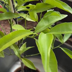 Photo of the plant species Clementine by @WinMealycupsage named Nemo out on Greg, the plant care app