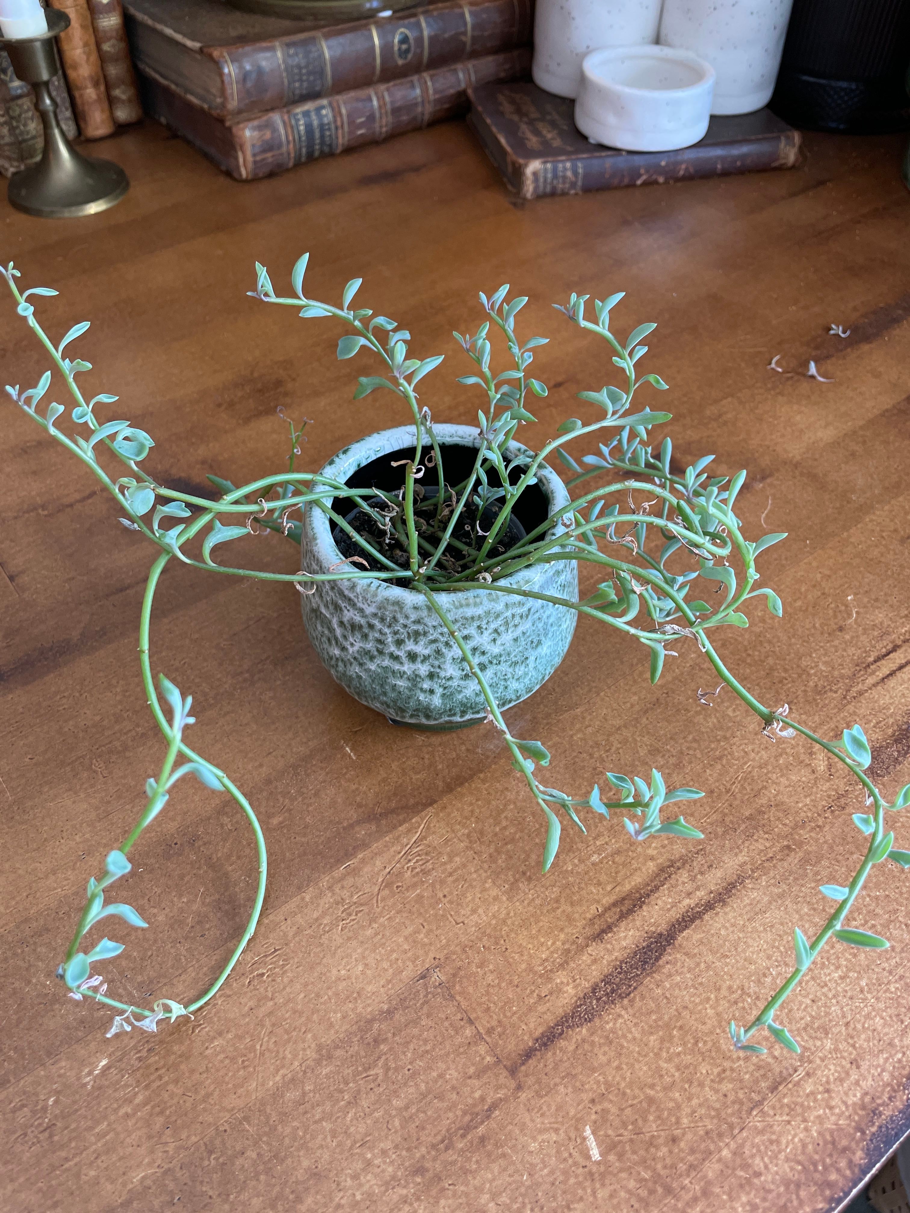 How to Fix Droopy Leaves on Your Dolphin Plant 🐬